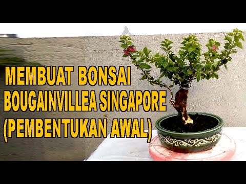 Detail Bonsai Bugenvil Mini Nomer 51