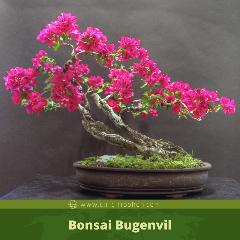 Detail Bonsai Bugenvil Mini Nomer 53
