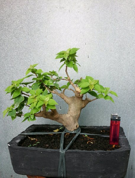 Detail Bonsai Bugenvil Mini Nomer 57