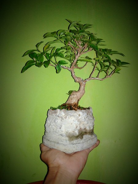 Detail Bonsai Bugenvil Mini Nomer 7