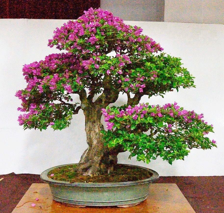 Detail Bonsai Bugenvil Mini Nomer 9
