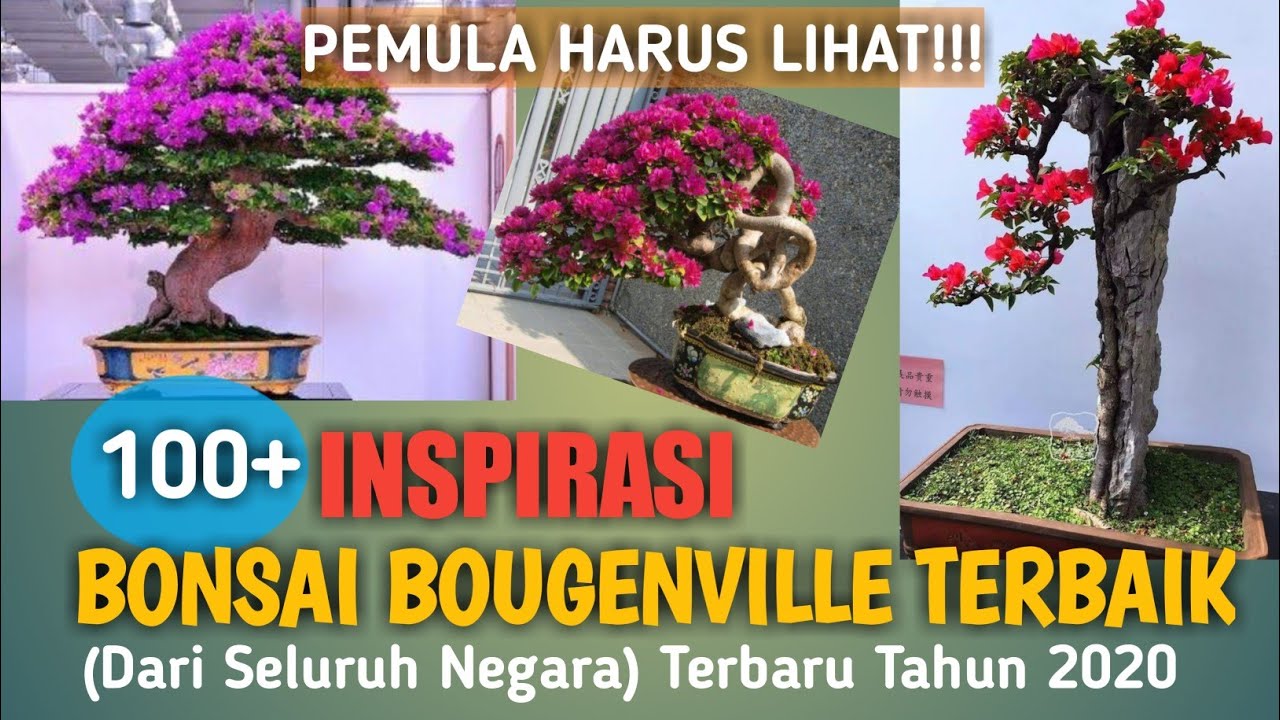 Bonsai Bugenvil Terbaik - KibrisPDR