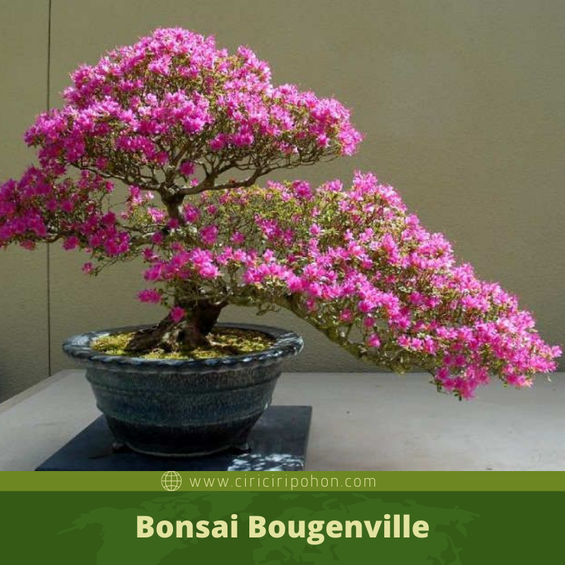 Detail Bonsai Bugenvil Terbaik Nomer 11