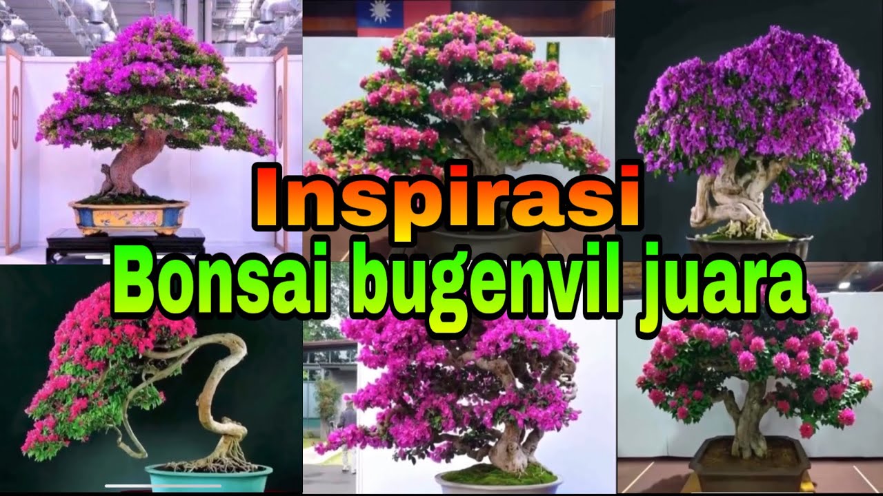 Detail Bonsai Bugenvil Terbaik Nomer 12