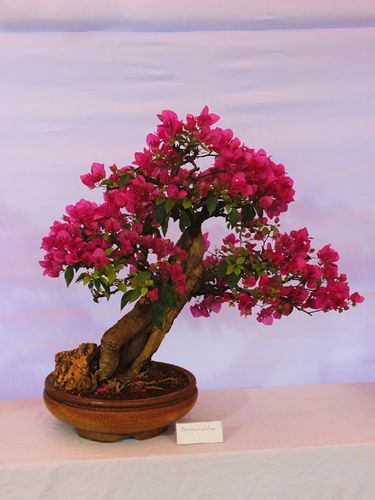 Detail Bonsai Bugenvil Terbaik Nomer 14