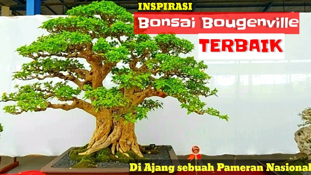 Detail Bonsai Bugenvil Terbaik Nomer 20