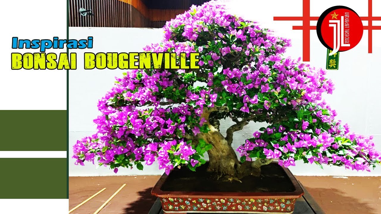 Detail Bonsai Bugenvil Terbaik Nomer 3