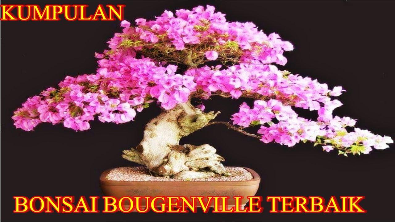 Detail Bonsai Bugenvil Terbaik Nomer 21