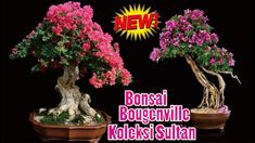 Detail Bonsai Bugenvil Terbaik Nomer 25