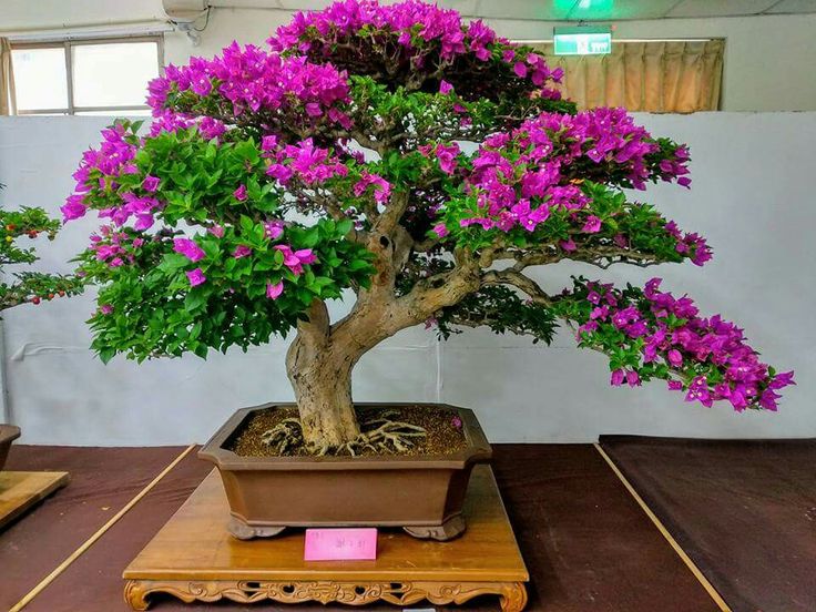 Detail Bonsai Bugenvil Terbaik Nomer 27