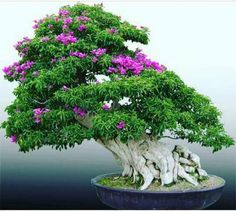 Detail Bonsai Bugenvil Terbaik Nomer 29