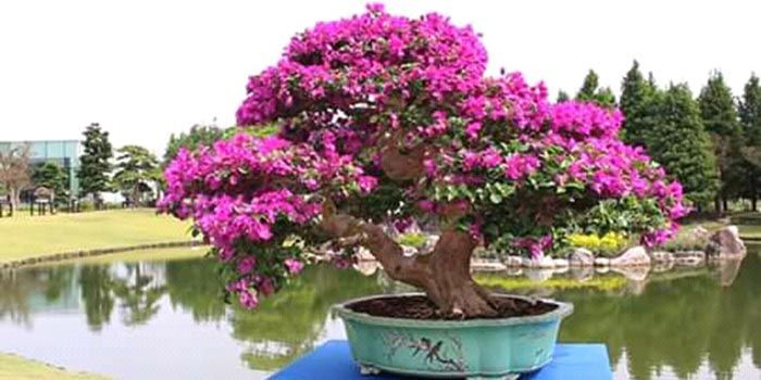 Detail Bonsai Bugenvil Terbaik Nomer 4