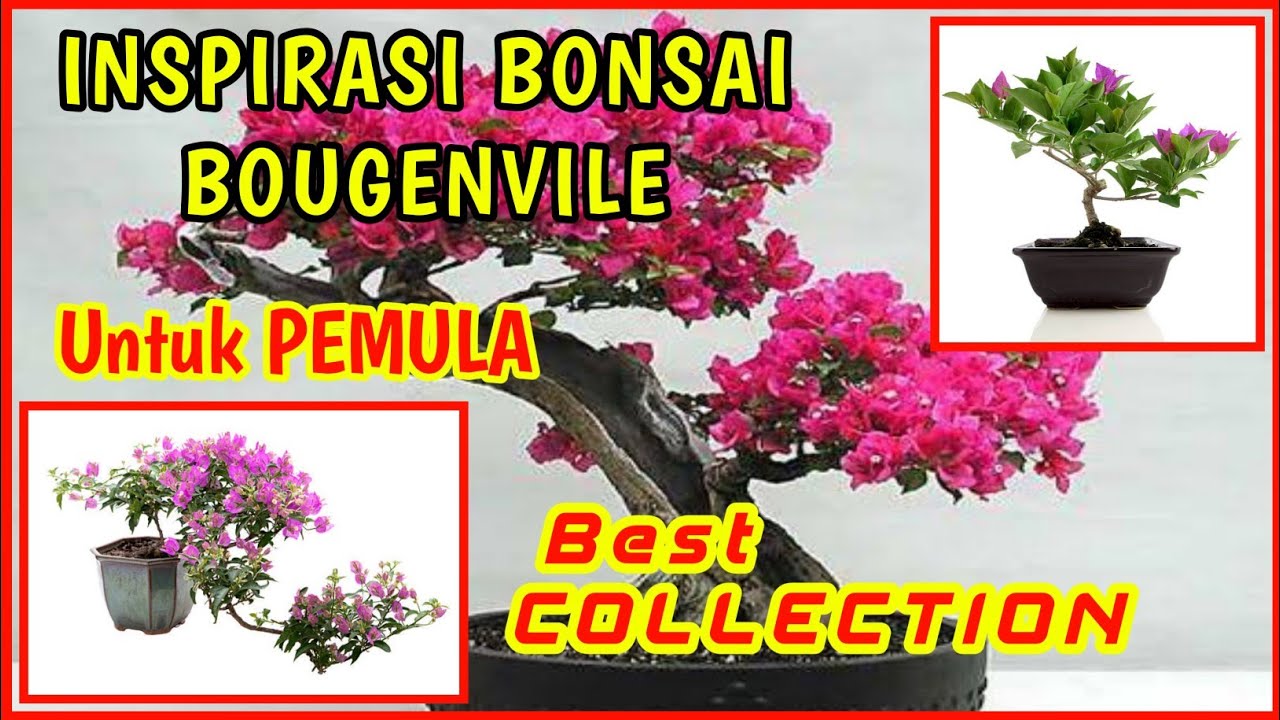 Detail Bonsai Bugenvil Terbaik Nomer 30