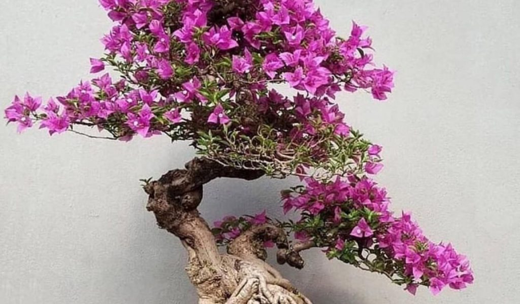 Detail Bonsai Bugenvil Terbaik Nomer 34