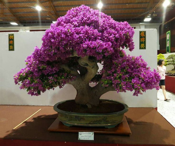 Detail Bonsai Bugenvil Terbaik Nomer 35