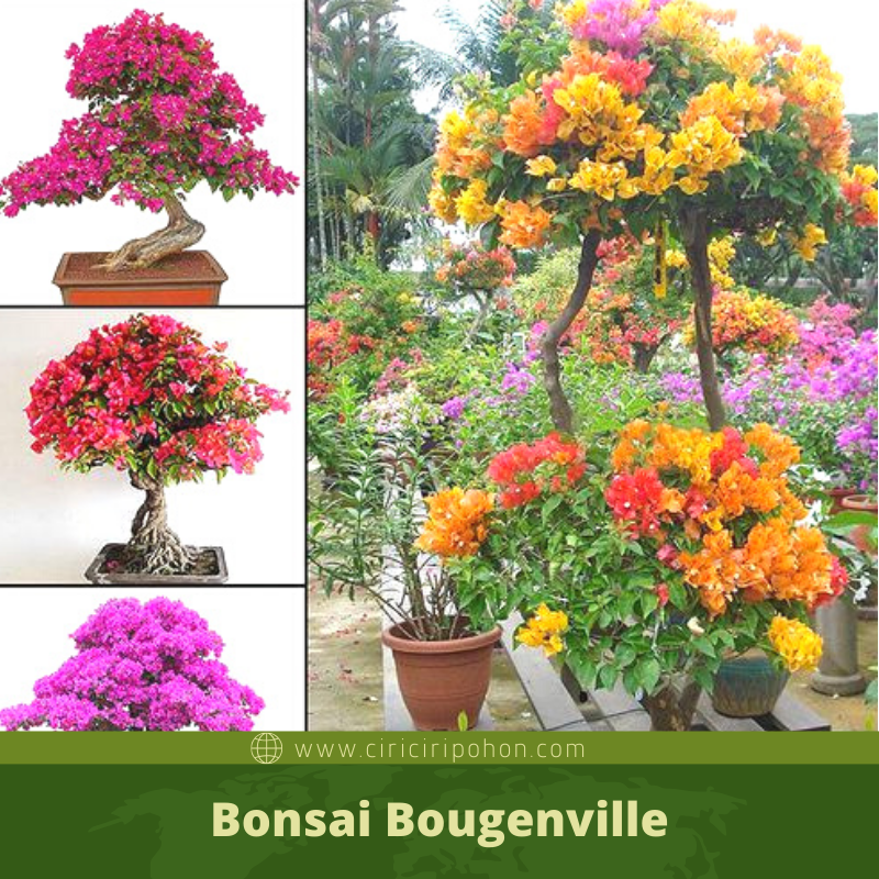 Detail Bonsai Bugenvil Terbaik Nomer 36