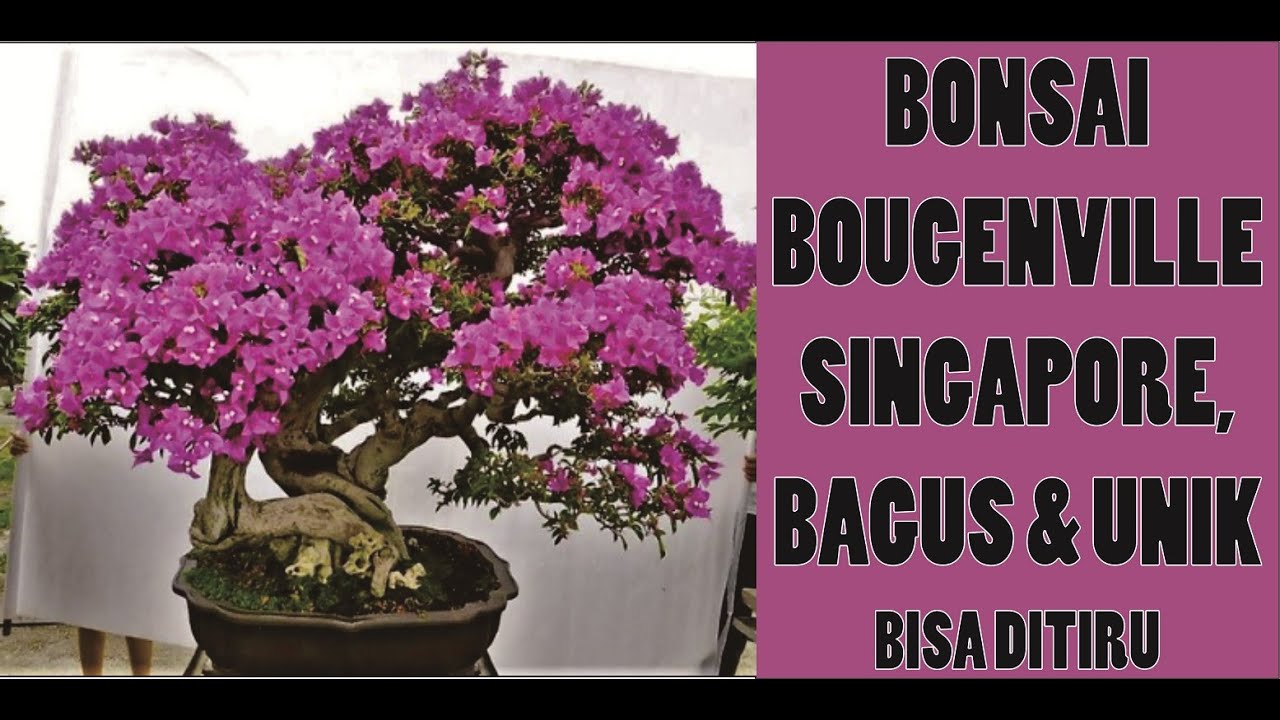 Detail Bonsai Bugenvil Terbaik Nomer 5