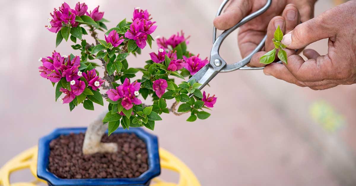 Detail Bonsai Bugenvil Terbaik Nomer 42