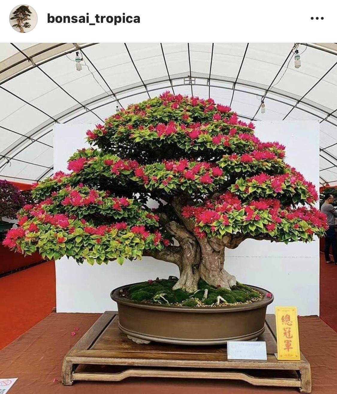 Detail Bonsai Bugenvil Terbaik Nomer 43