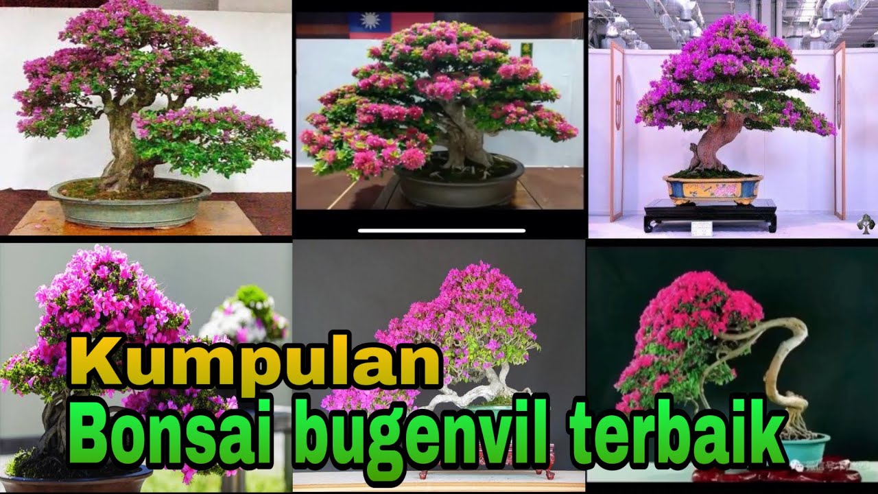 Detail Bonsai Bugenvil Terbaik Nomer 6