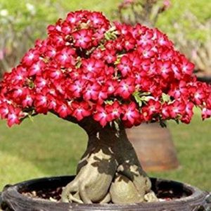 Detail Bonsai Bugenvil Terbaik Nomer 51