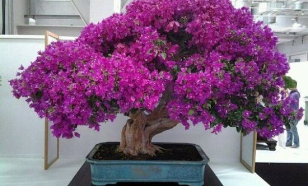 Detail Bonsai Bugenvil Terbaik Nomer 54