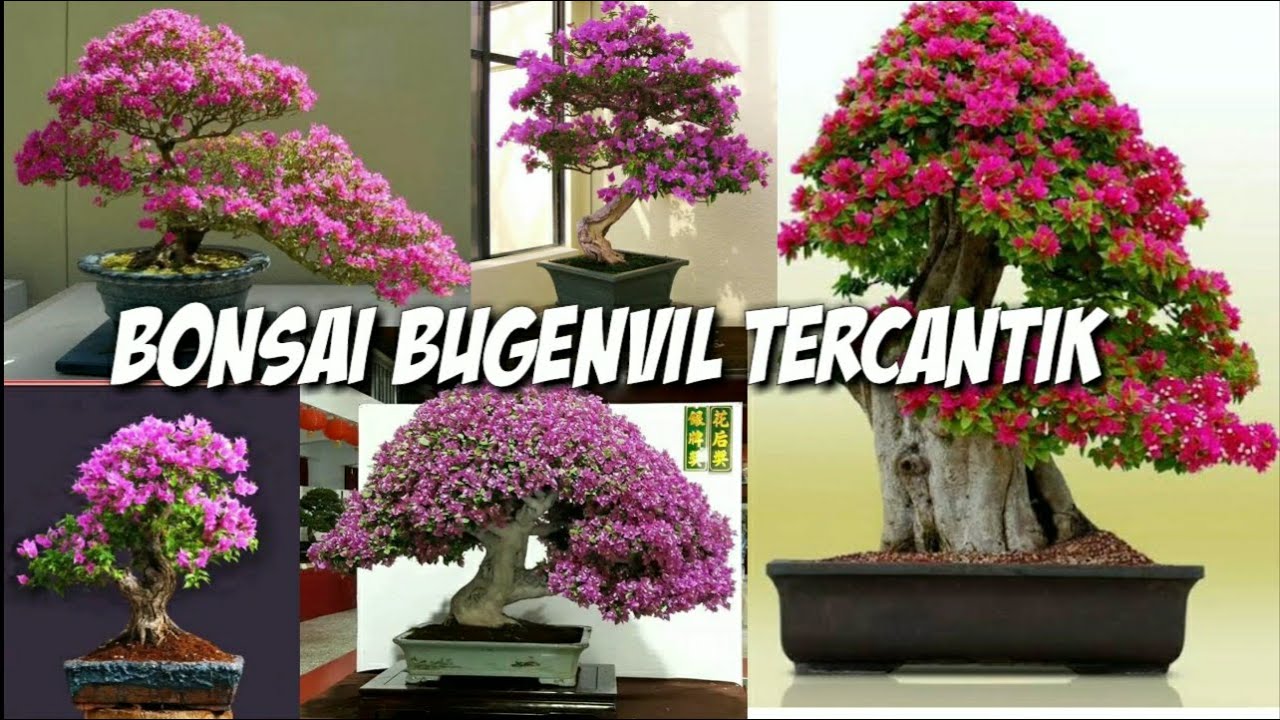 Detail Bonsai Bugenvil Terbaik Nomer 7