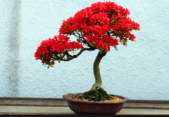 Bonsai Bunga Azalea - KibrisPDR