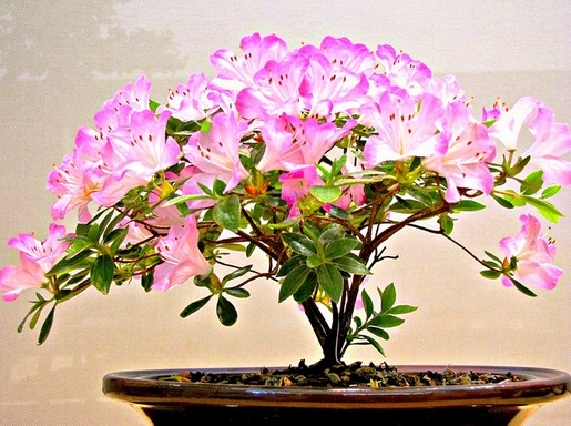 Detail Bonsai Bunga Azalea Nomer 2