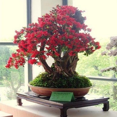 Detail Bonsai Bunga Azalea Nomer 11