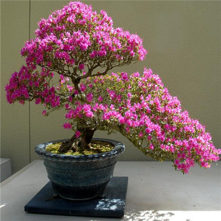 Detail Bonsai Bunga Azalea Nomer 17