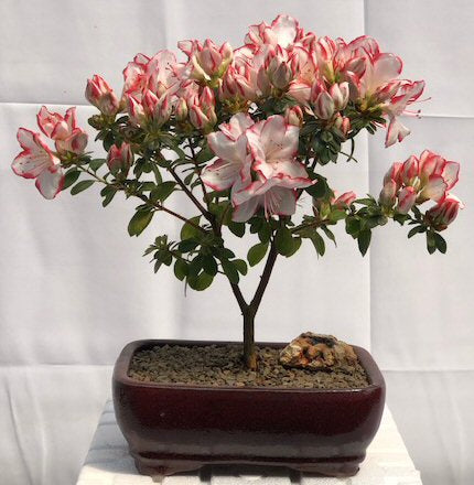 Detail Bonsai Bunga Azalea Nomer 22