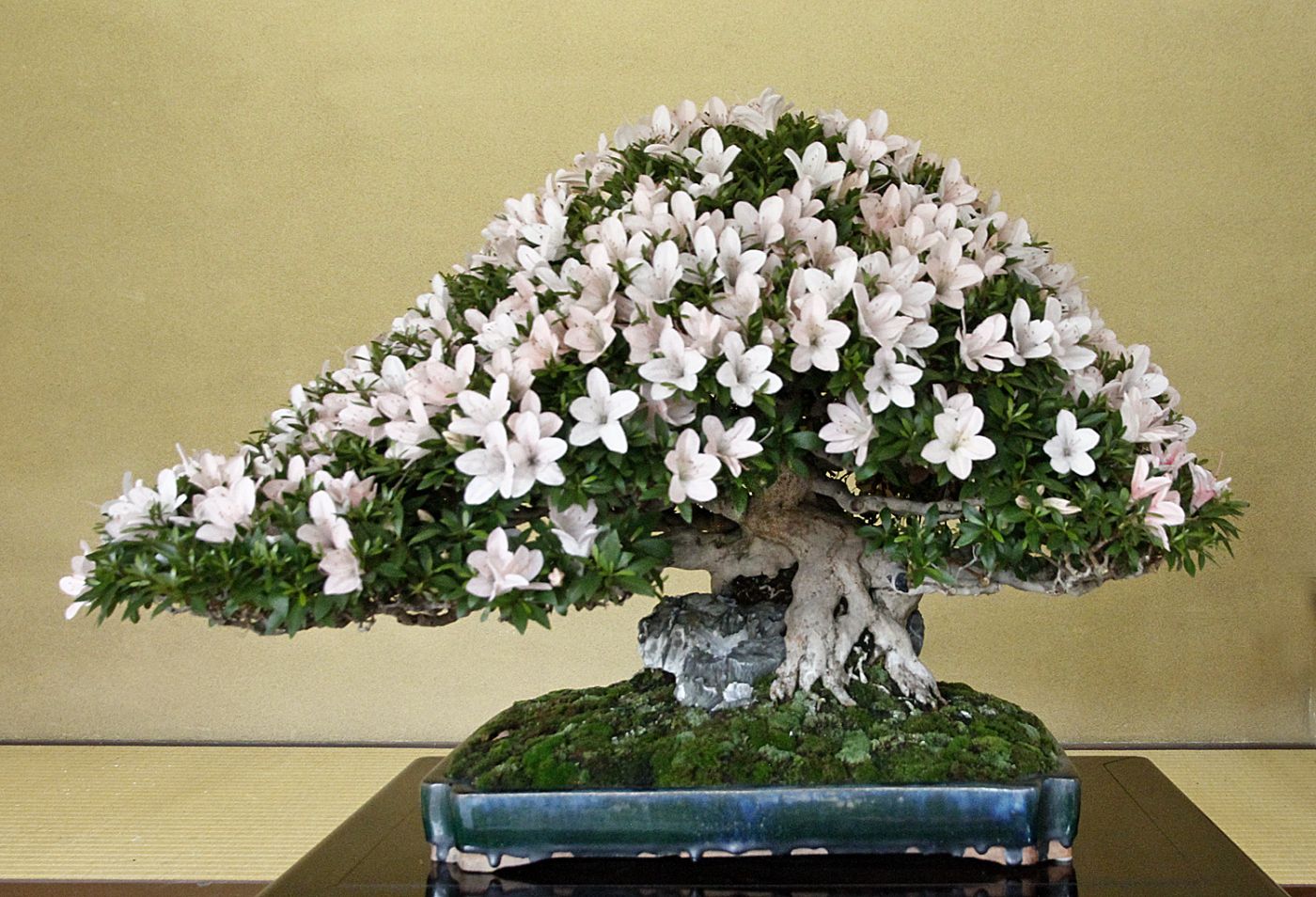 Detail Bonsai Bunga Azalea Nomer 23