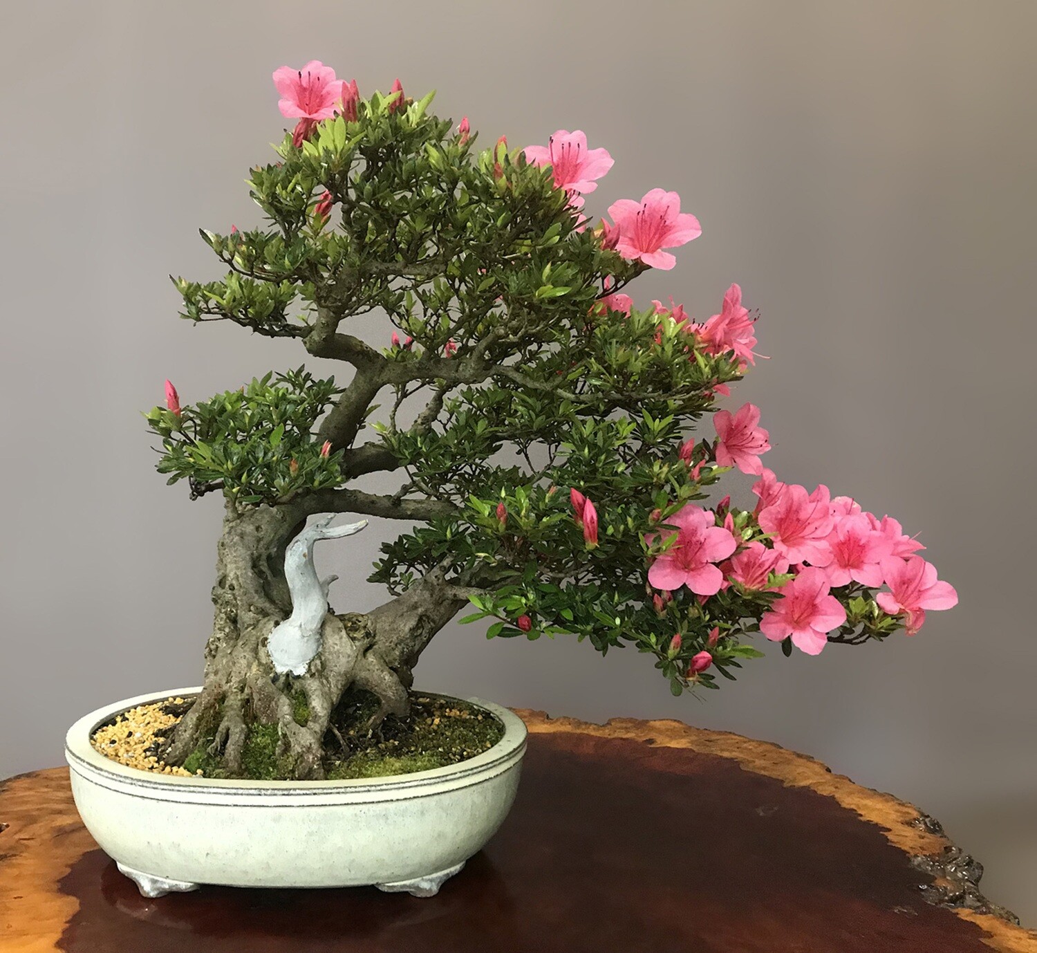 Detail Bonsai Bunga Azalea Nomer 26