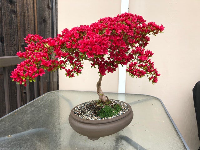 Detail Bonsai Bunga Azalea Nomer 28