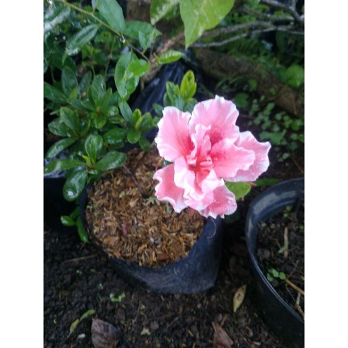 Detail Bonsai Bunga Azalea Nomer 35