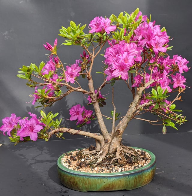 Detail Bonsai Bunga Azalea Nomer 37