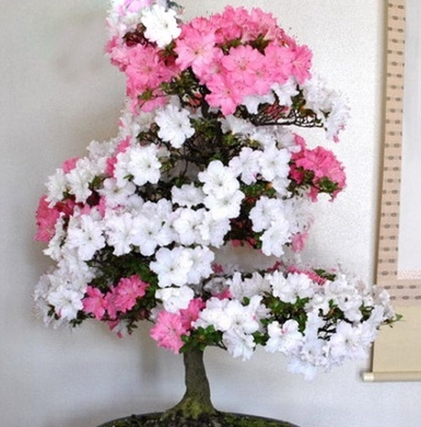 Detail Bonsai Bunga Azalea Nomer 46