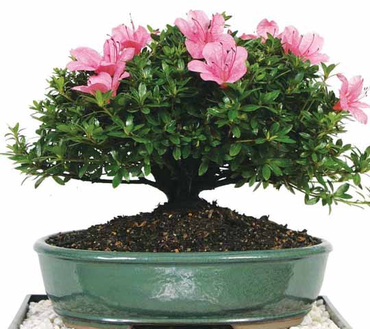 Detail Bonsai Bunga Azalea Nomer 53