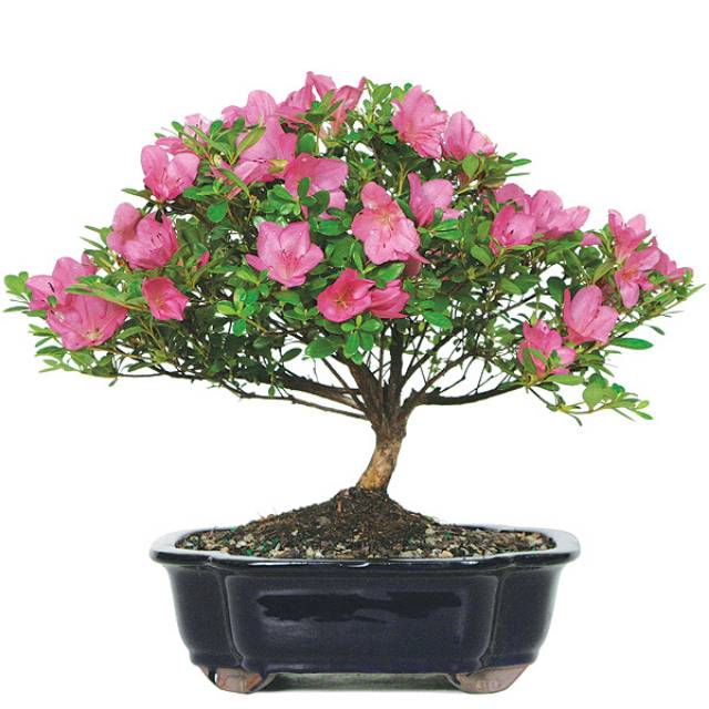 Detail Bonsai Bunga Azalea Nomer 55