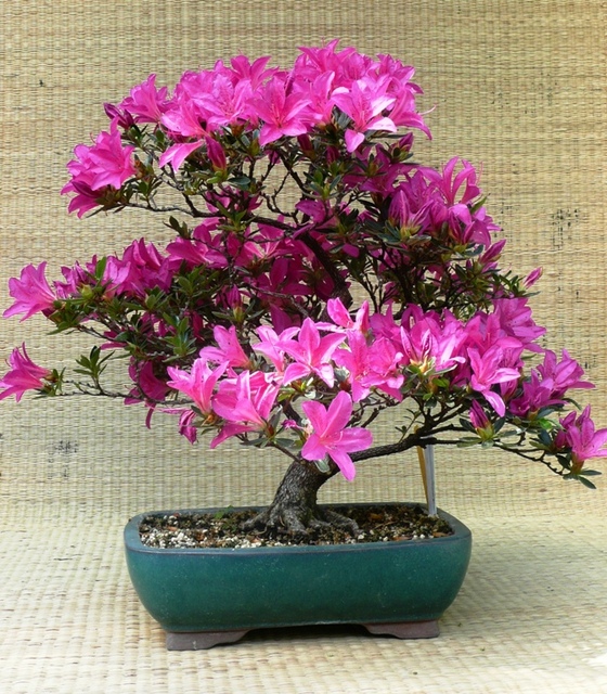 Detail Bonsai Bunga Azalea Nomer 56