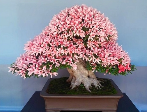 Detail Bonsai Bunga Azalea Nomer 7