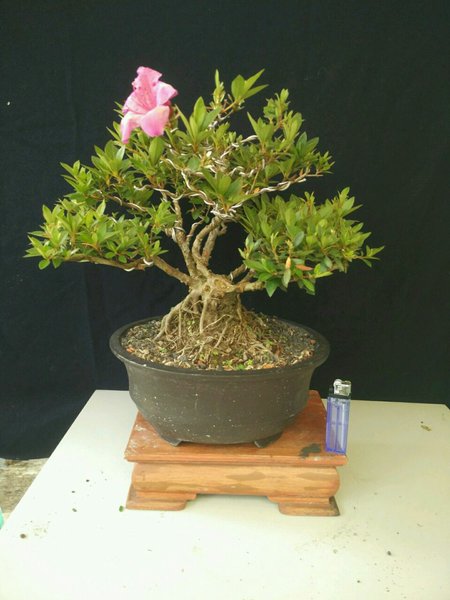 Detail Bonsai Bunga Azalea Nomer 9