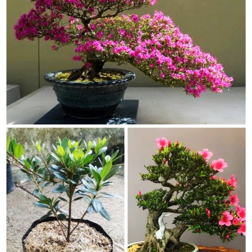 Detail Bonsai Bunga Azalea Nomer 10