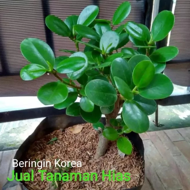 Detail Bonsai Bunga Dolar Nomer 20