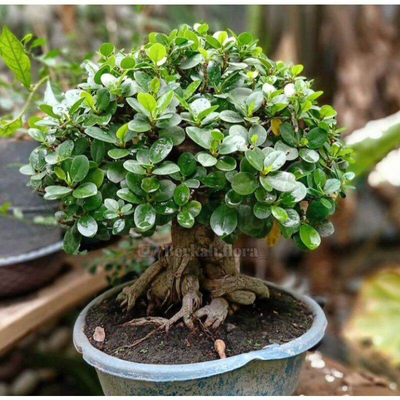 Detail Bonsai Bunga Dolar Nomer 25