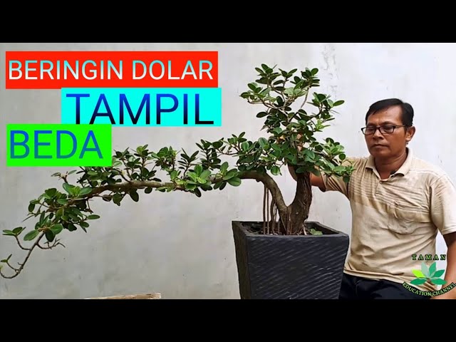 Detail Bonsai Bunga Dolar Nomer 30