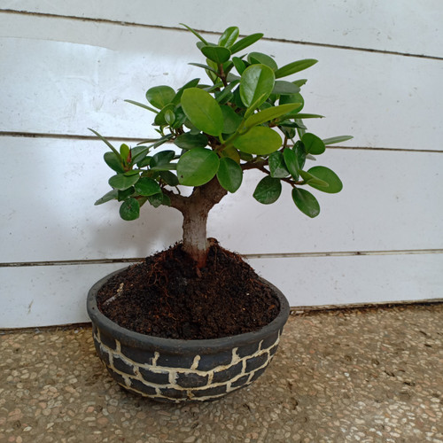 Detail Bonsai Bunga Dolar Nomer 31