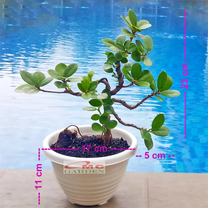 Detail Bonsai Bunga Dolar Nomer 34