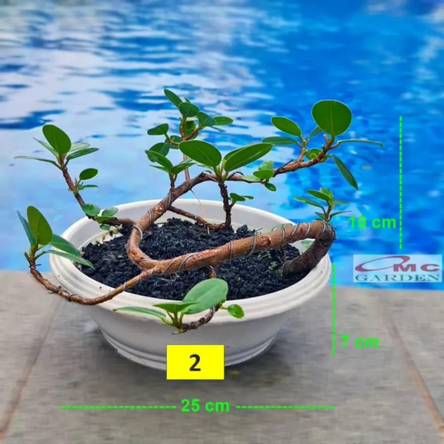 Detail Bonsai Bunga Dolar Nomer 46